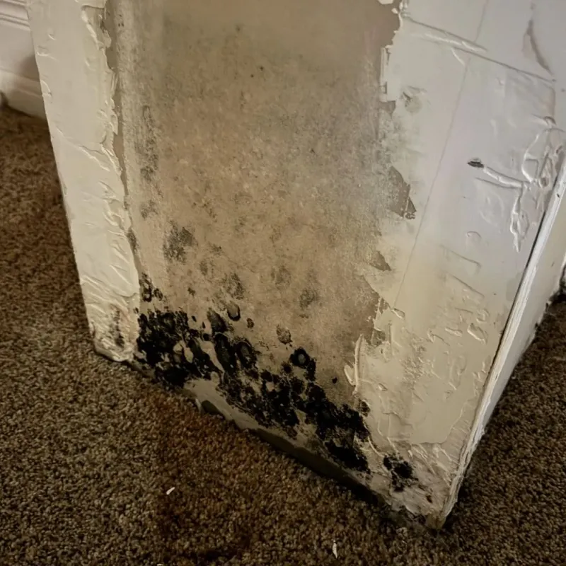 Professional Mold Removal in Muskego, WI